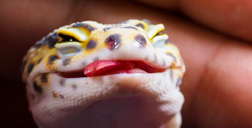 How Your Leopard Gecko Is Dying: 5 Signs Look For | Pet Keen