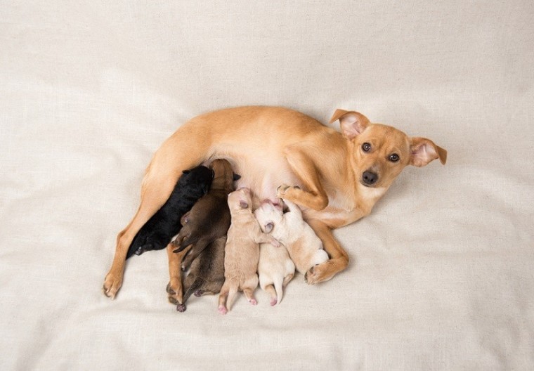 Litter of Small Breed Newborn Puppies Nursing on Their Mom