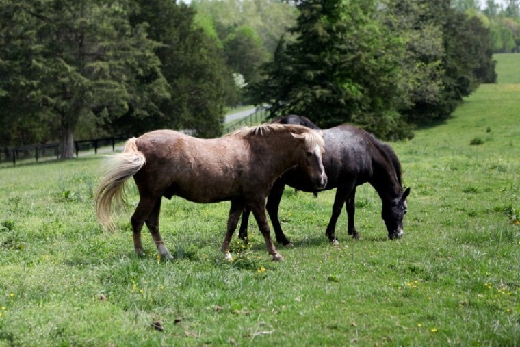 Missouri Fox Trotter horses in an open grassy field