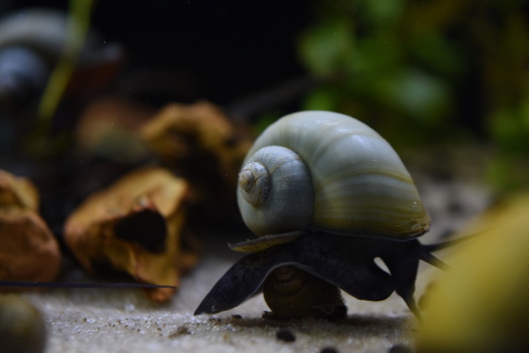 Mystery Snail In water_MHawkinson_Shutterstock
