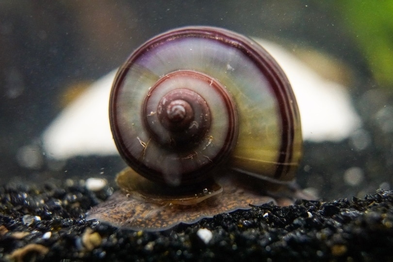 How to Hatch Mystery Snail Eggs: Step-by-Step Guide 2022 | Pet Keen
