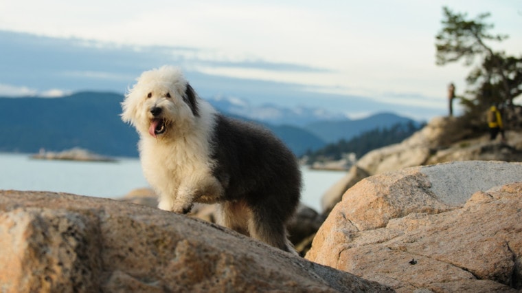 Old English Sheepdog hiking on rocks