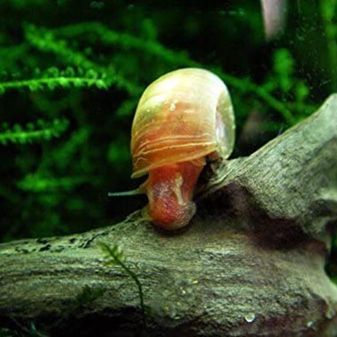One Stop Aquatics Live Freshwater Ramshorn Snails