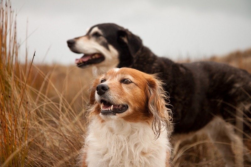 two smiling dogs happy outside mating