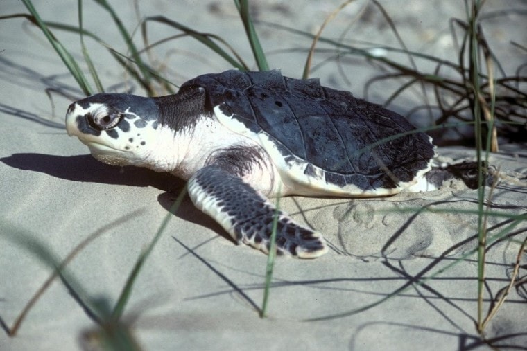 Sea turtle on sand_Piqsels