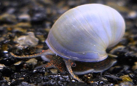 SevenSeaSupply 1 Live Blue Mystery Snail