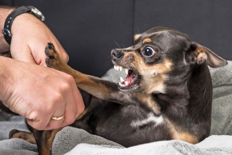 Small dog aggression