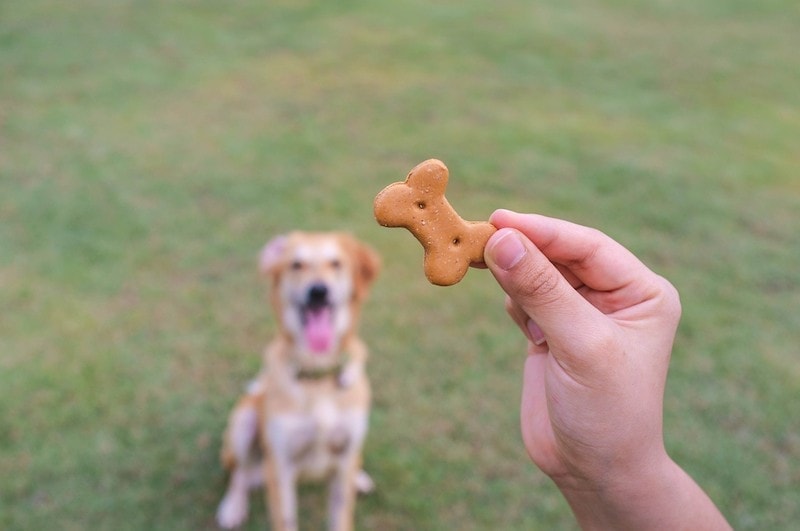 Sweet-Potato-Dog-Treats-Recipe-pakornkrit-Shutterstock