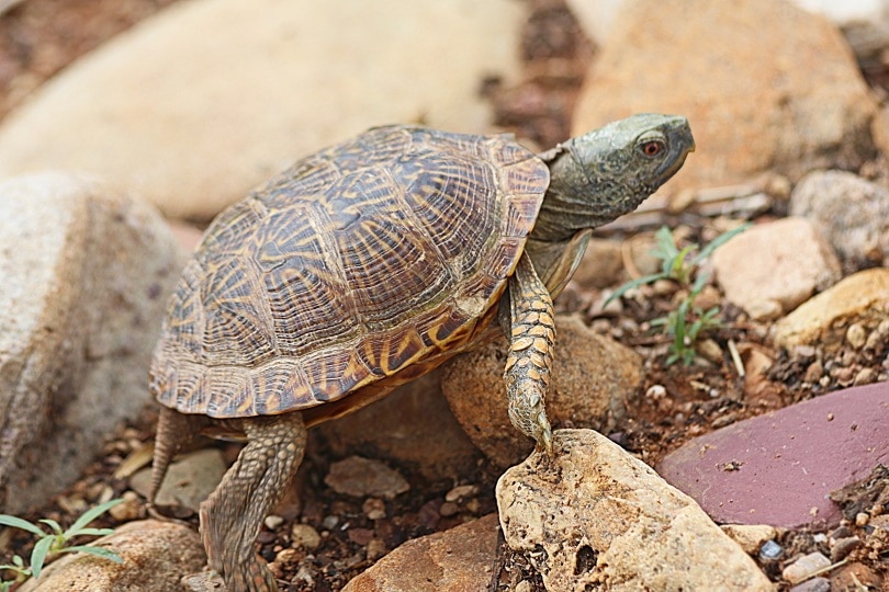 The desert box turtle_Creeping Things_Shutterstock