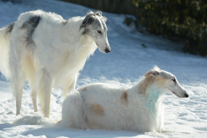 Two Russian Borzoi dogs in the snow