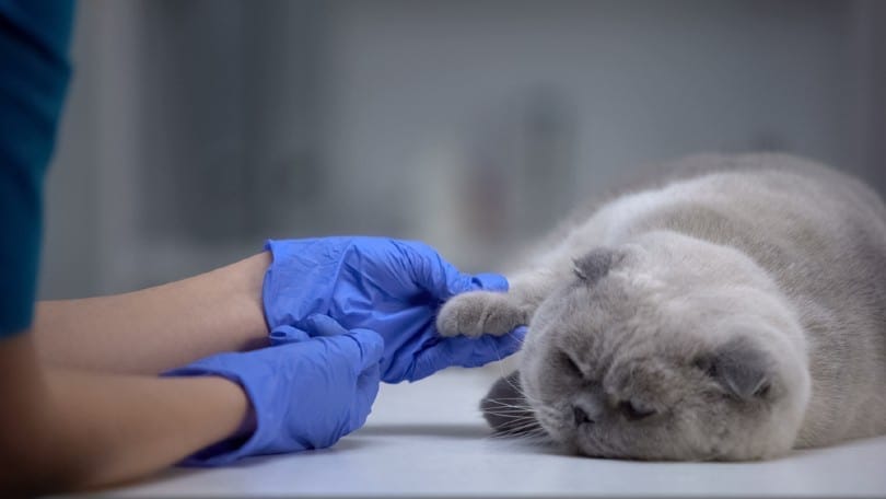 बिल्ली के पंजे में सूजन की तलाश में पशु चिकित्सक