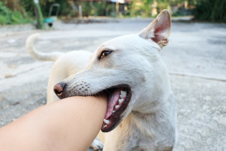 White dog bite