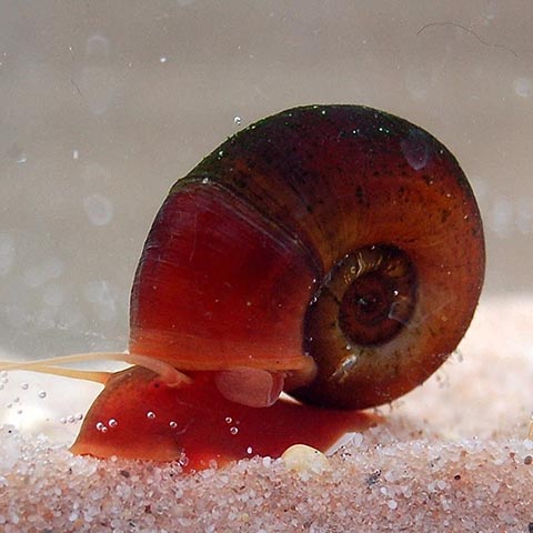 Worldwide Tropicals Bright Red Ramshorn Snails