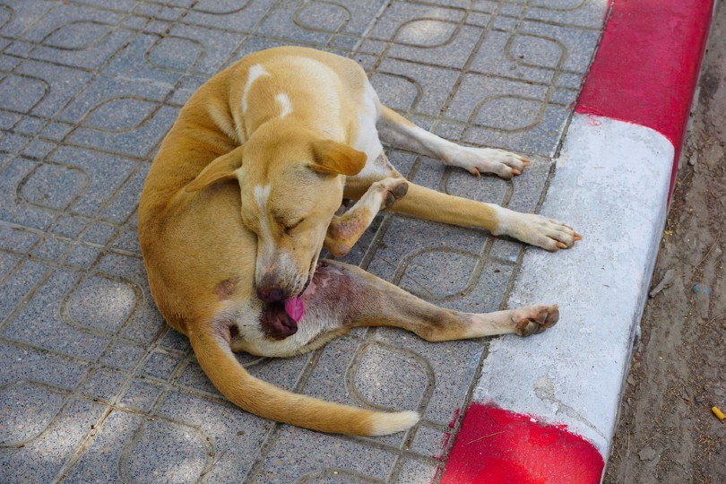 a female dog is cleaning the genitals by licking