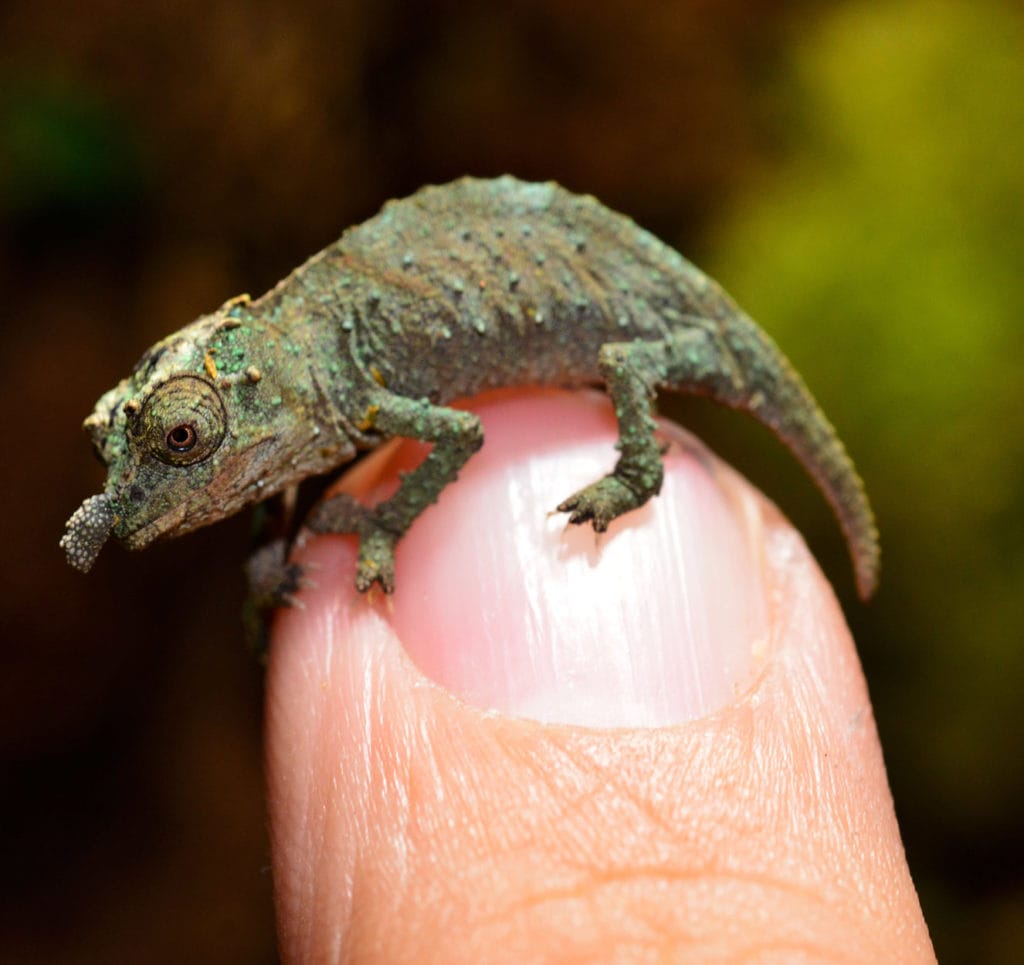 a pygmy chameleon