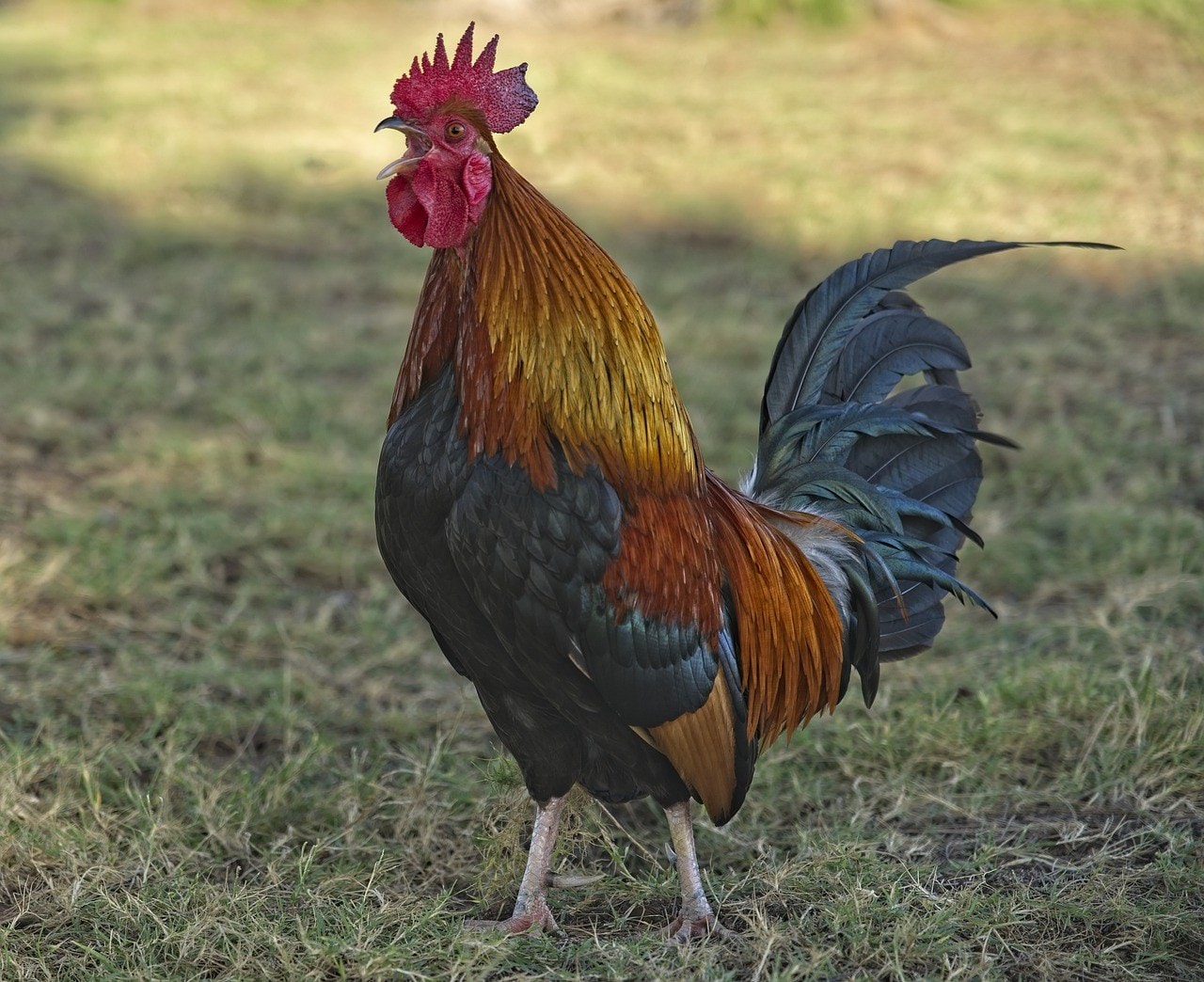 a rooster crowing