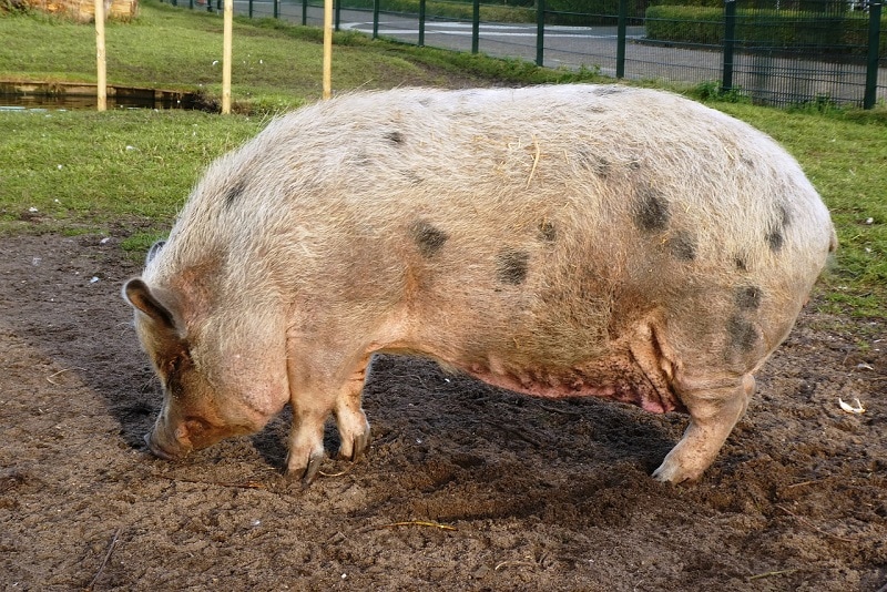 adult potbellied pig