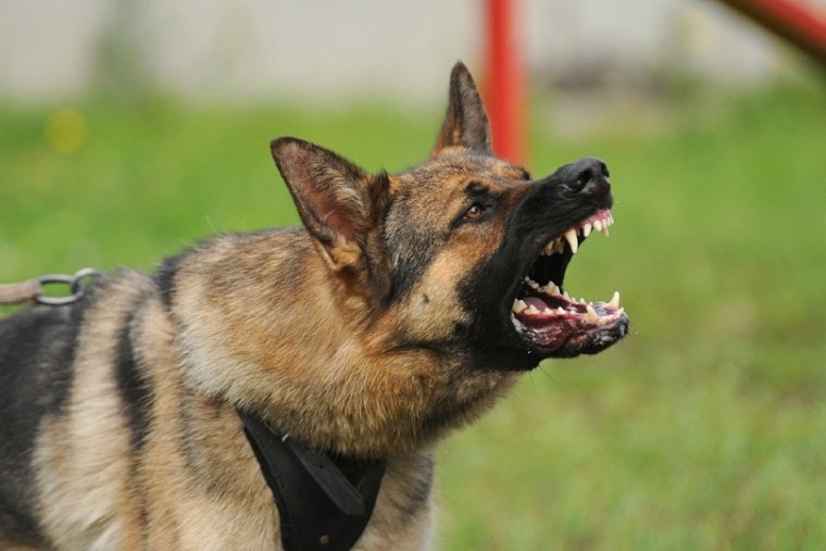aggressive german shepherd dog