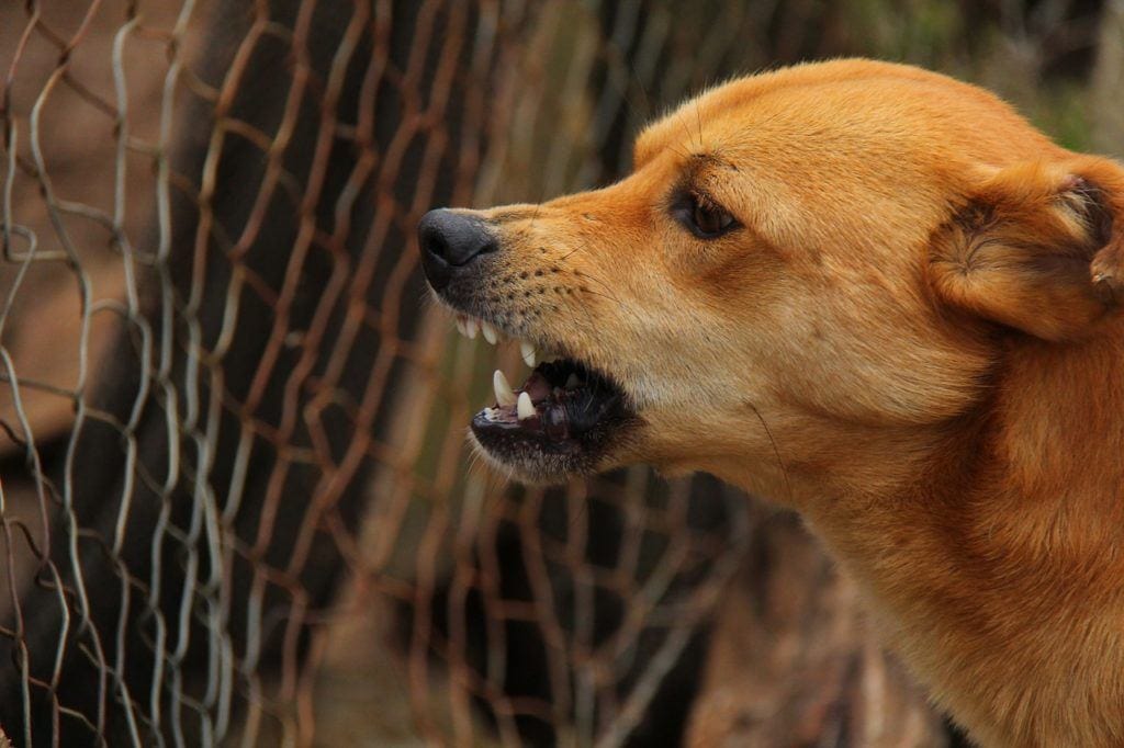 La rabbia nei cani:vaccinazione, sintomi e trasmissione