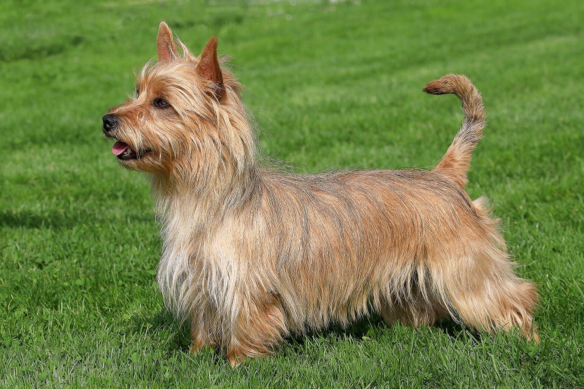 Bryde igennem at lege Forståelse Australian Terrier Dog Breed: Pictures, Info, Care Guide & Traits | Pet Keen