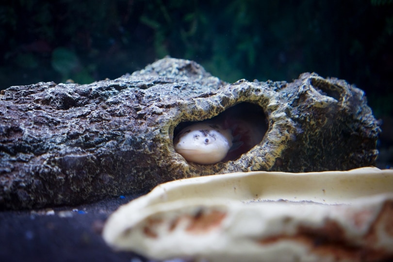 axolotl in cave_alejandrohcruz_Pixabay