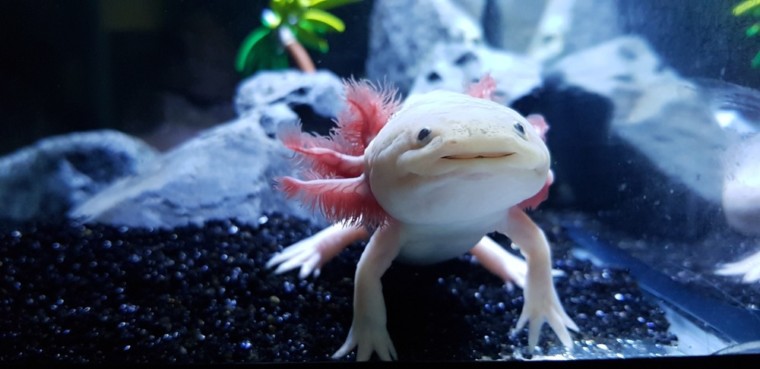 axolotl in tank