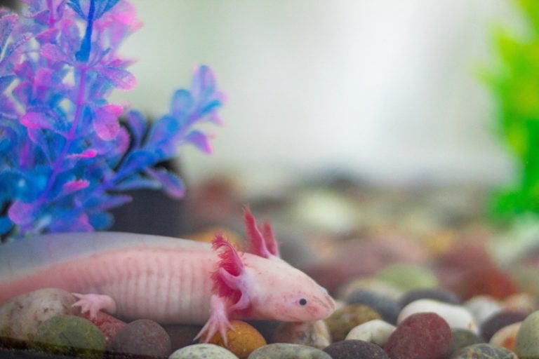 How Much Does an Axolotl Cost? 2024 Price Guide Pet Keen