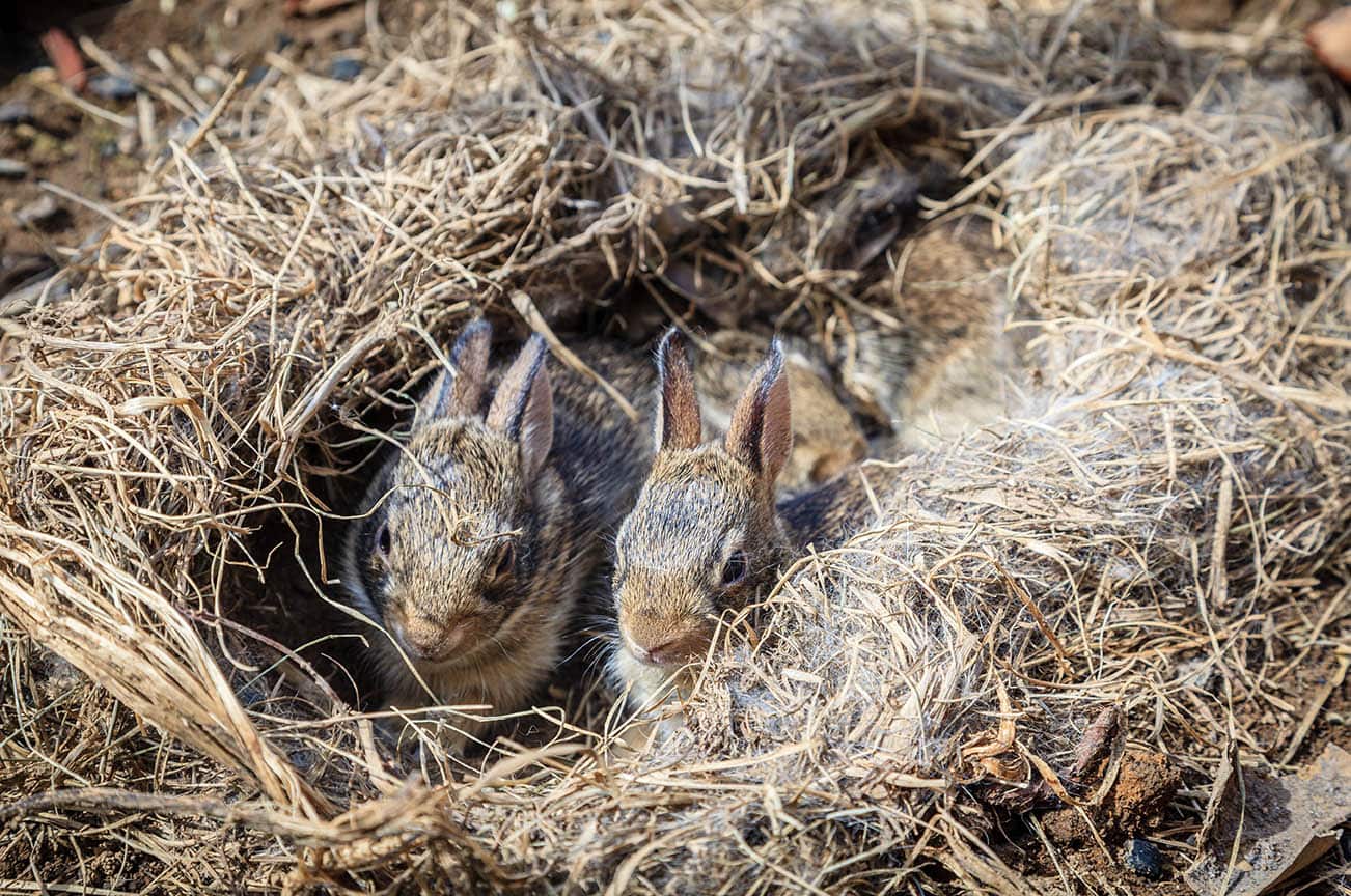 baby rabbits in their nest