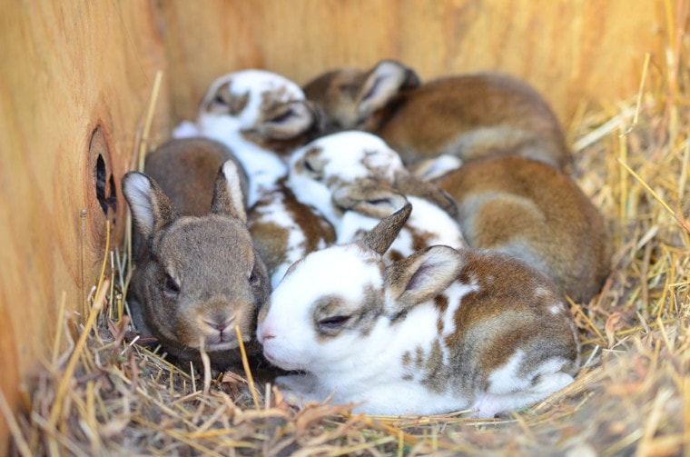 baby rabbits