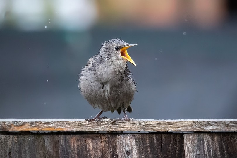 baby starling bird