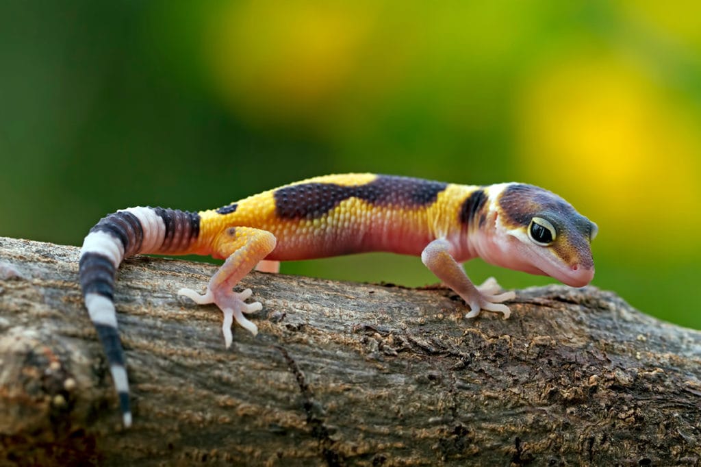 baby tokay gecko
