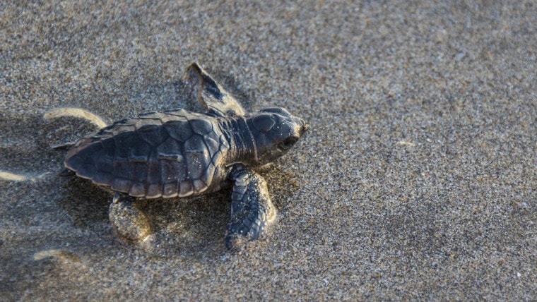baby turtle in the sand