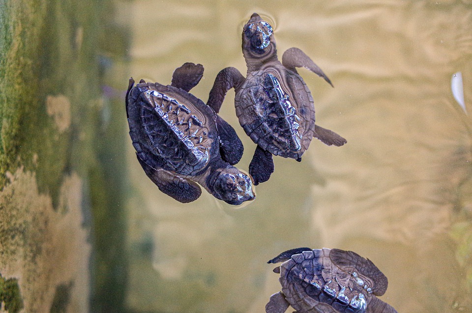 baby turtles in the water