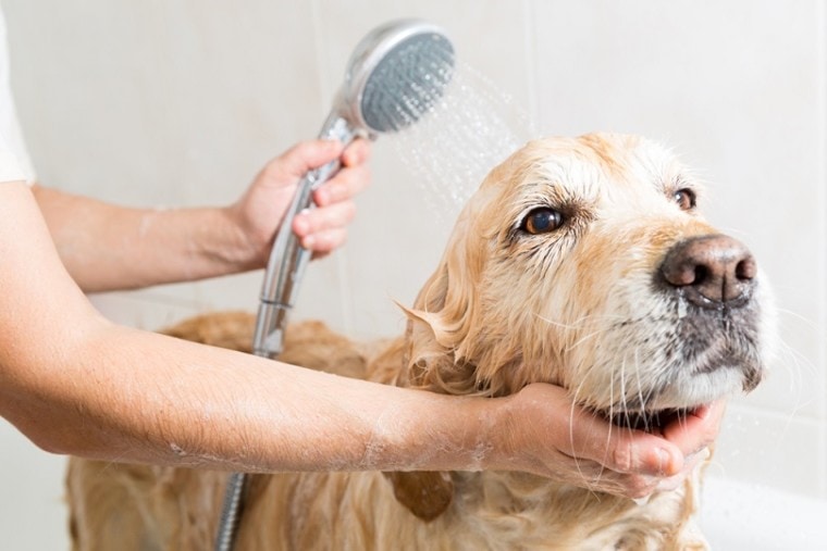 bath foam to a Golden Retriever dog