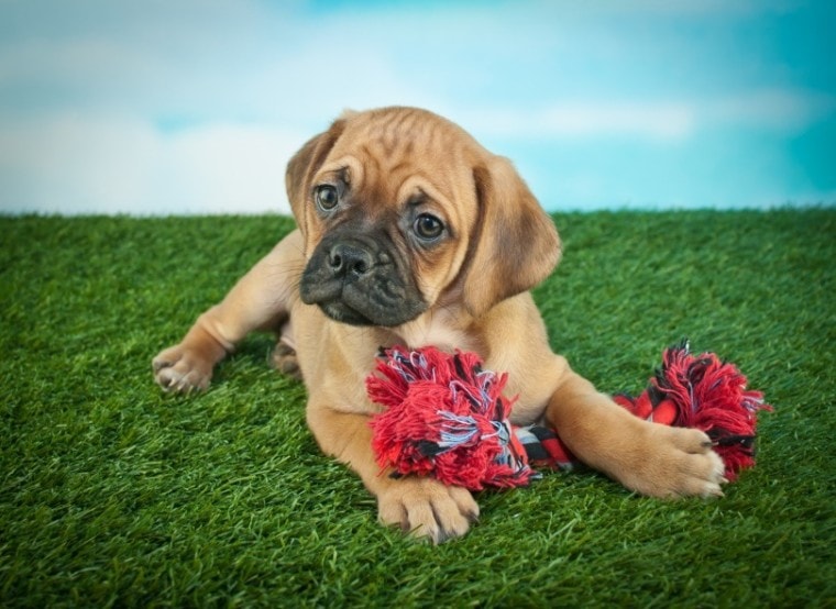 beabull puppy_JStaley401_Shutterstock