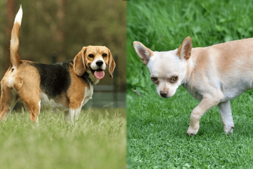 beagle and chihuahua