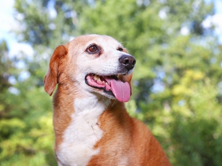 beagle basset hound mix bagle hound
