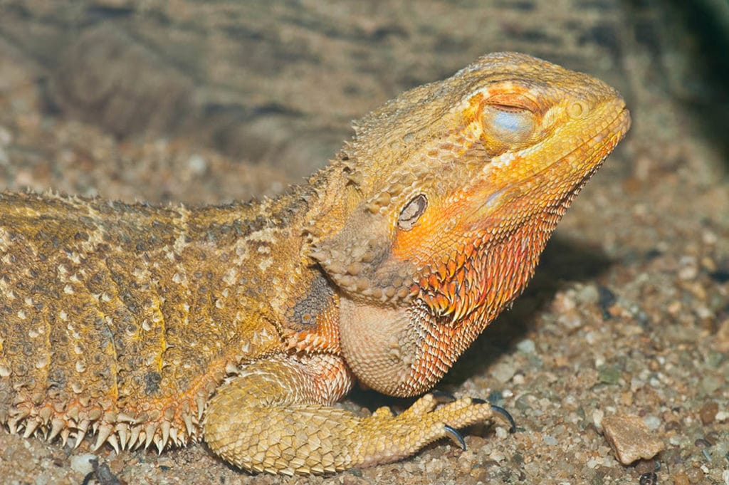 Bearded Dragon Brumation Explained: Purpose, Signs & Care | Pet Keen