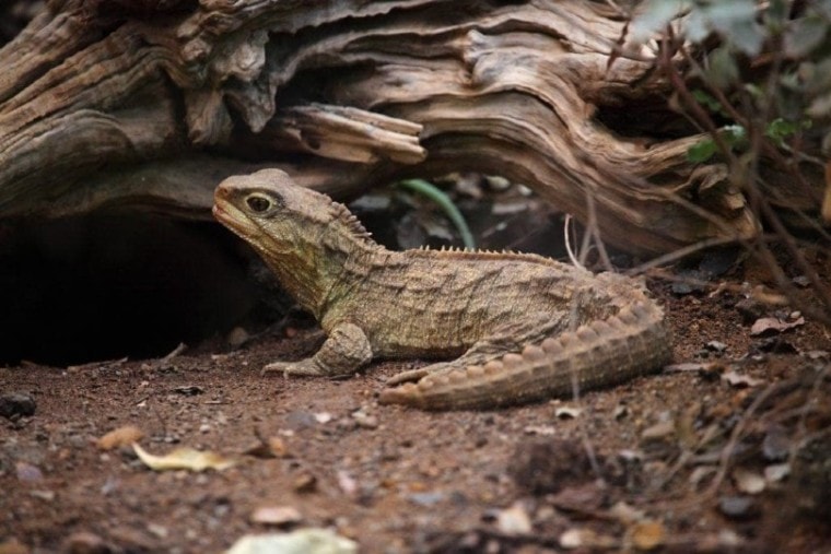 bearded dragon in the woods