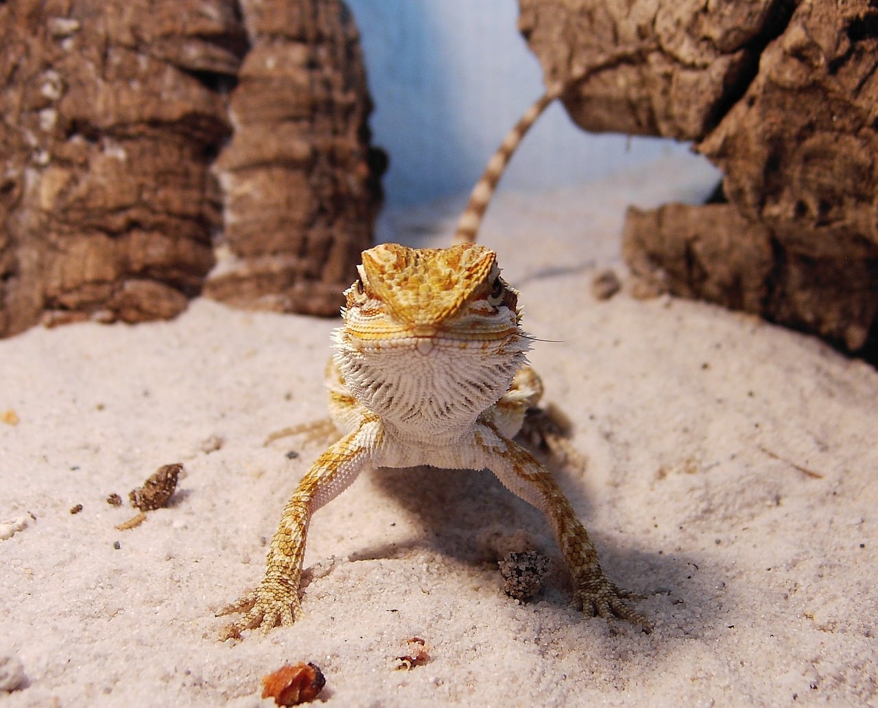 How to Take Care of a Bearded Dragon (Care Sheet & Guide 2022) | Pet Keen