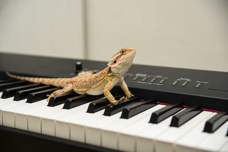 Bearded dragon playing piano