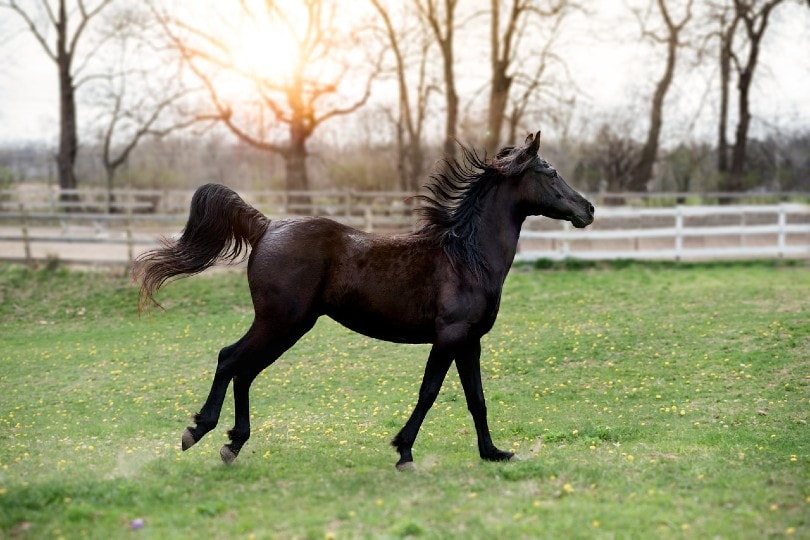 black horse running on grass