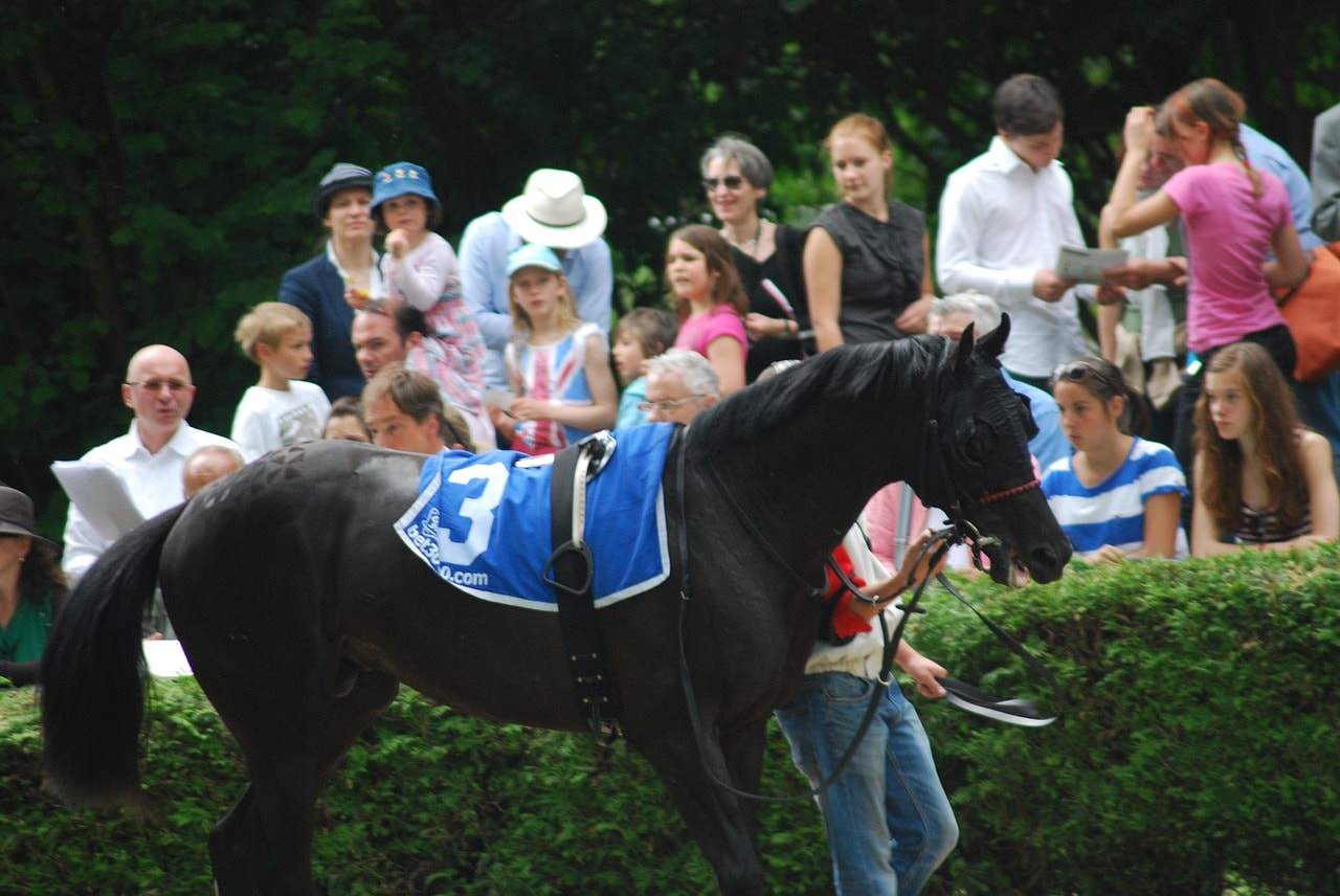 black racehorse