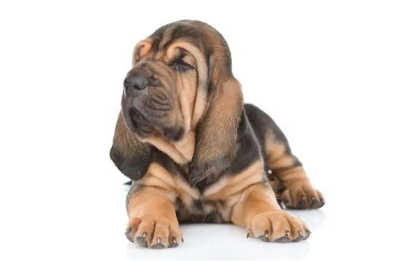 bloodhound puppy_Shutterstock_Ermolaev Alexander