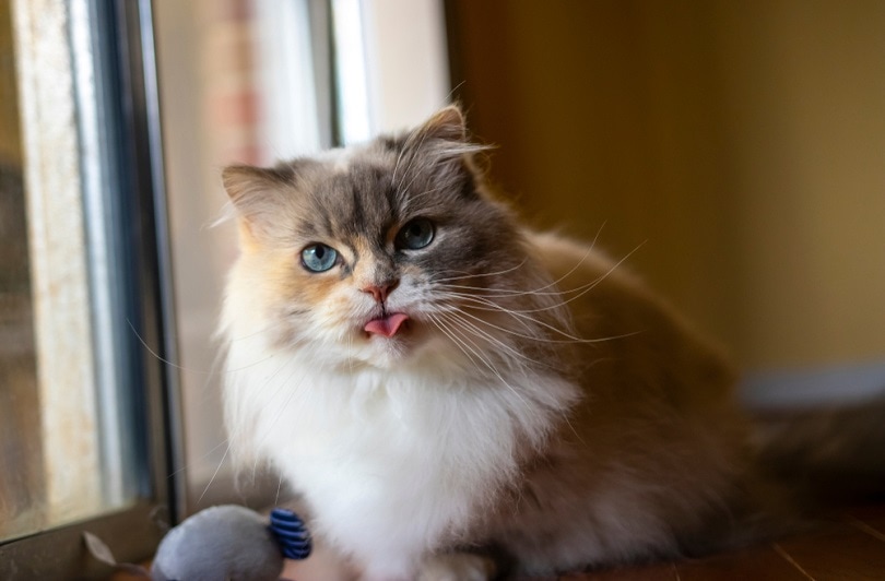 gato de ojos azules Napoleón Minuet_Daves gatos domésticos_shutterstock2