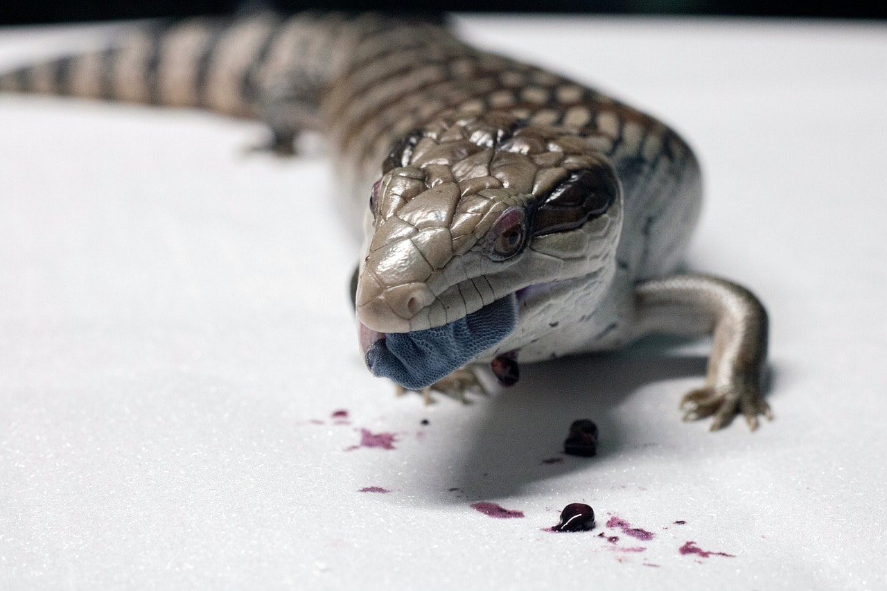 Blue Tongued Skink Facts, Info & Care Guide (With Pictures)