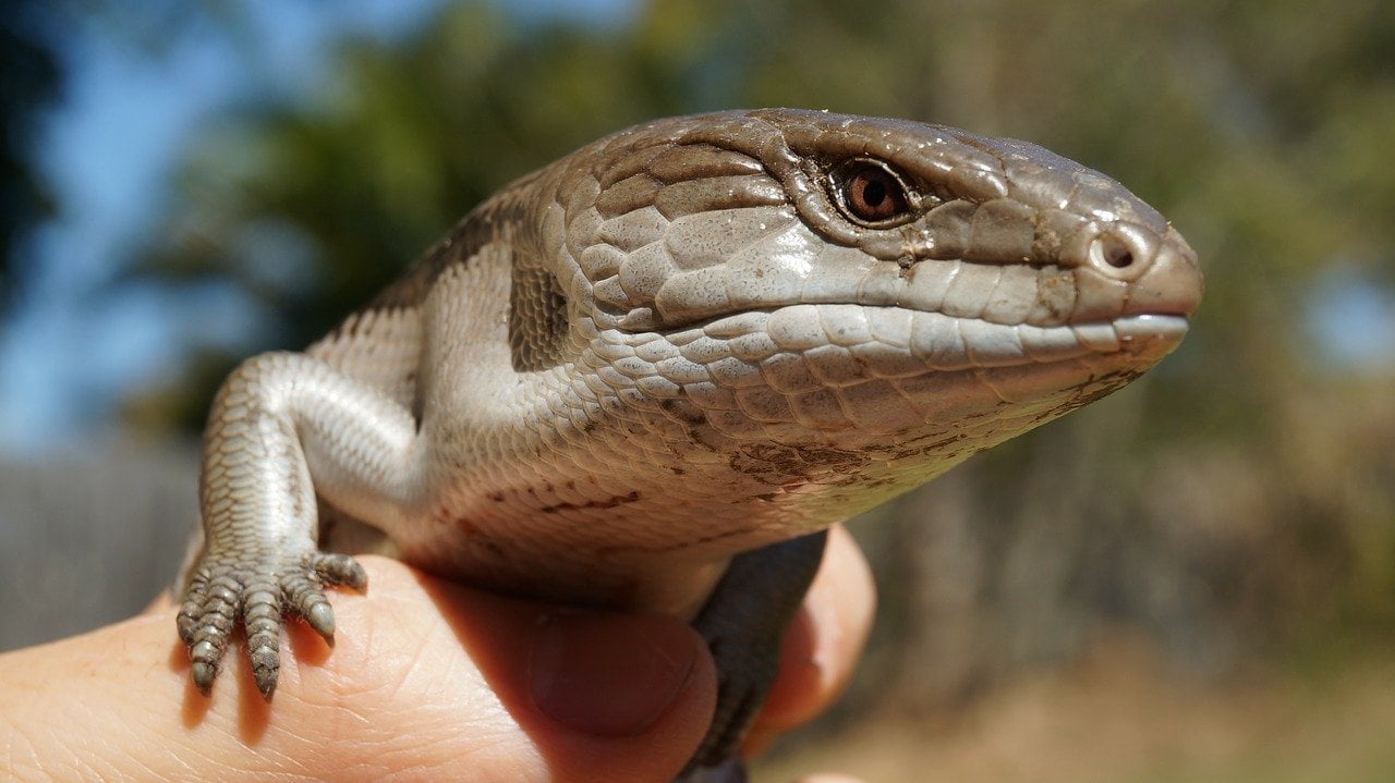 Blue Tongued Skink Facts, Info & Care Guide (With Pictures)