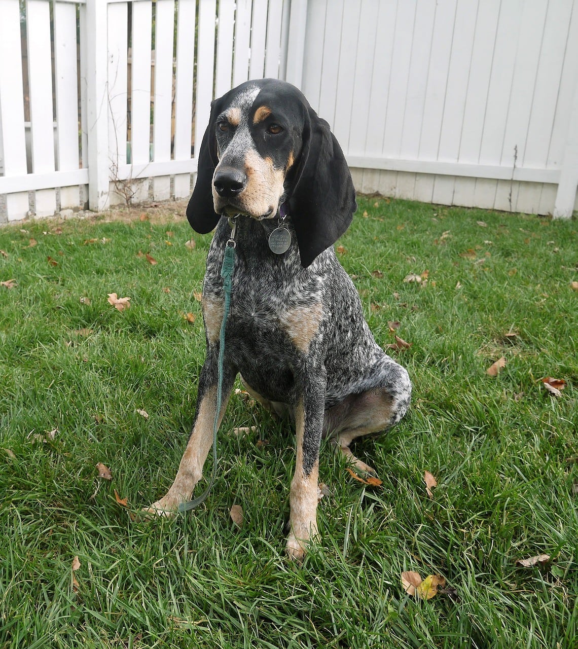 are bluetick coonhounds good pets