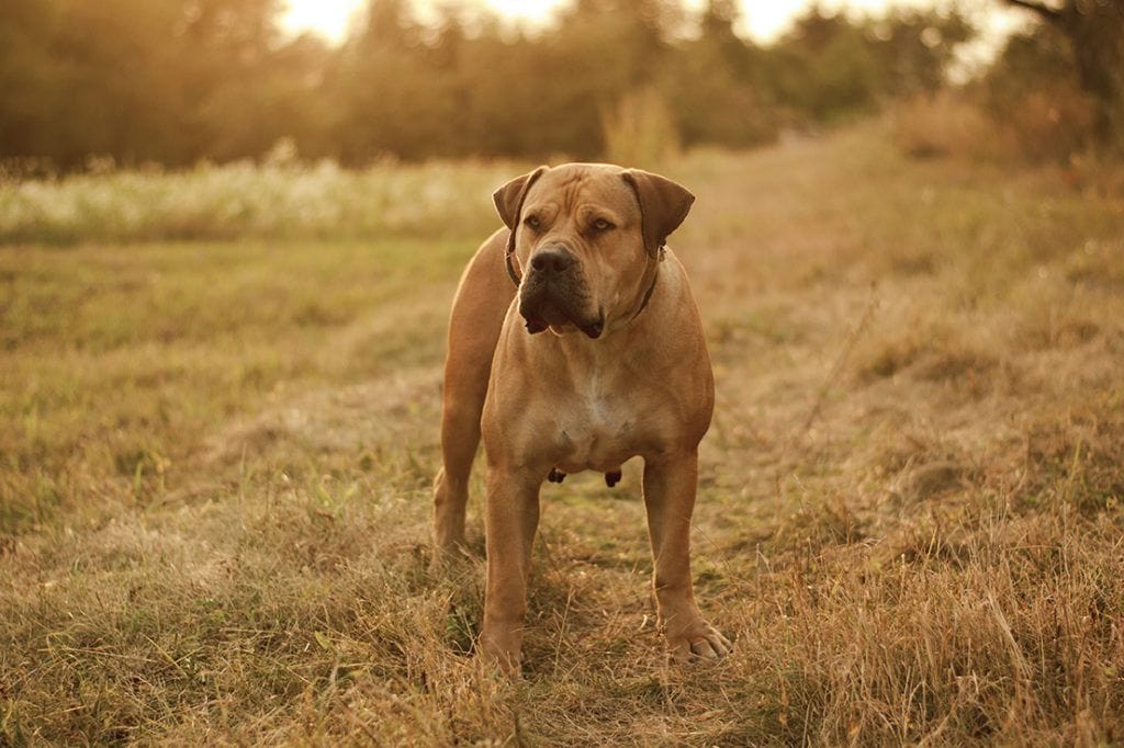 220+ Unique Boerboel Names: Ideas for Strong & Loyal Dogs – Dogster