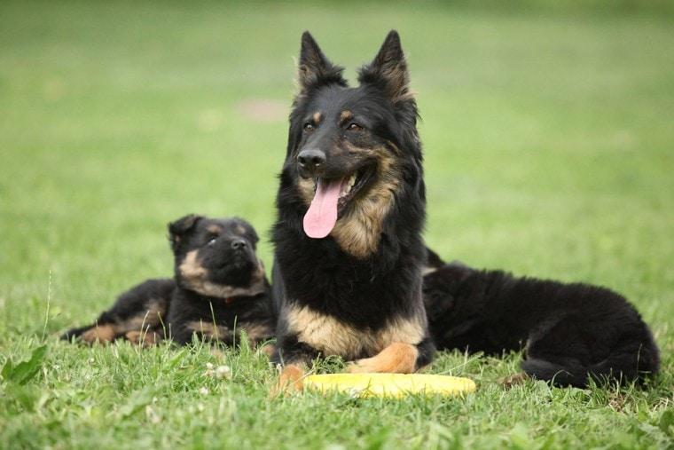 Bohemian Shepherd dog and puppy